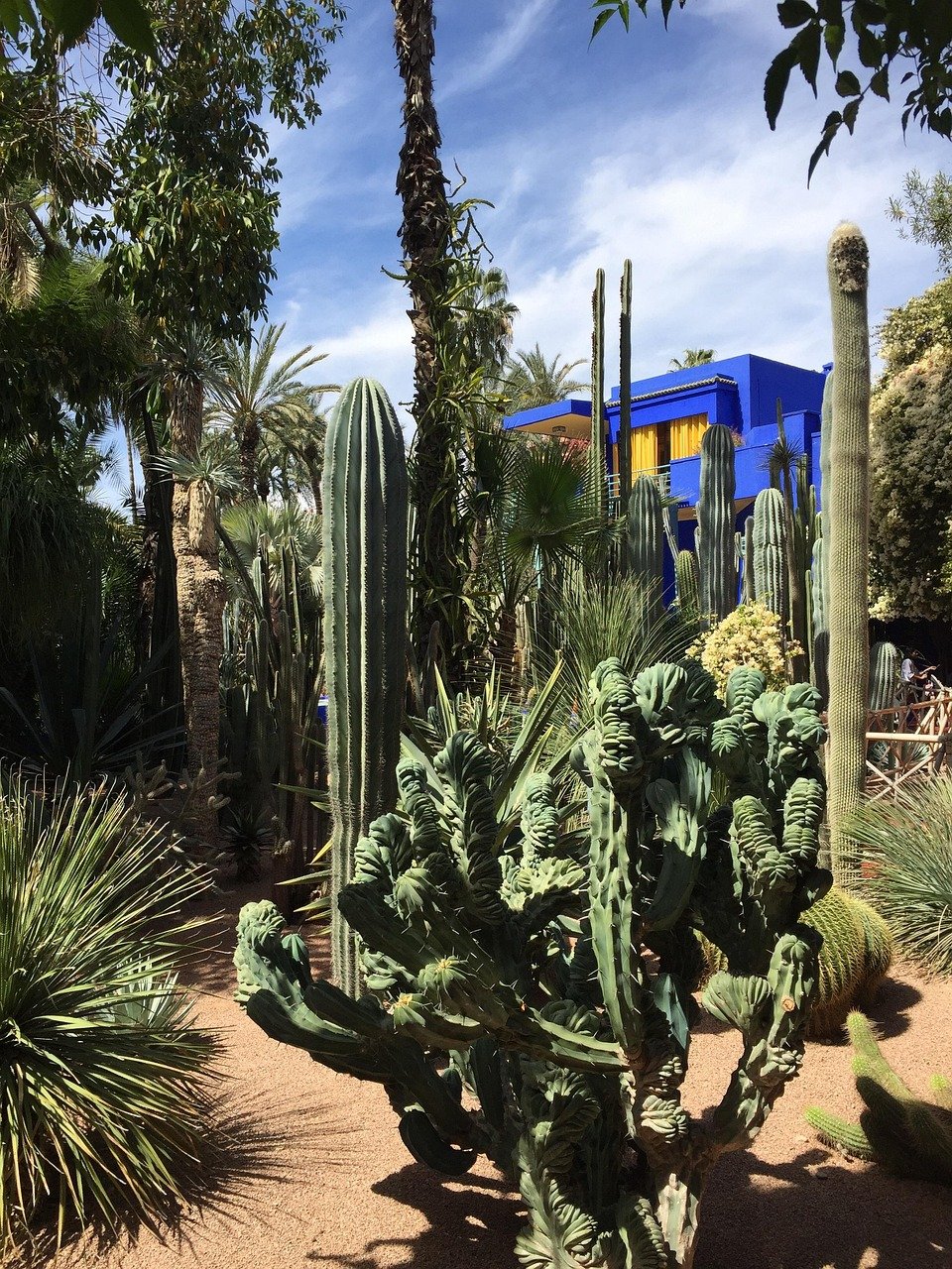 marrakech, garden, plant, botanical, greasy plant, needle, spicy, morocco, cactus, exotic, vegetal, flora, shadow, cacti, thorns, summer, nature, flower, backlight, hot, majorelle, blue, marrakech, marrakech, majorelle, majorelle, majorelle, majorelle, majorelle